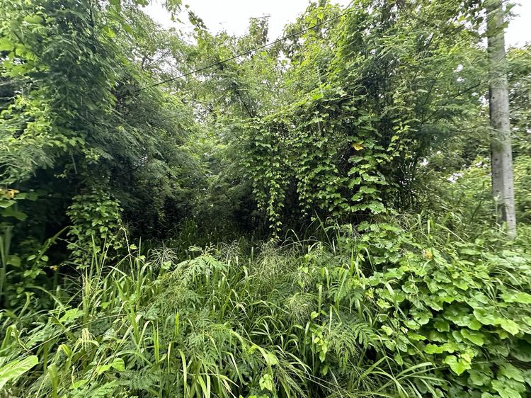 ใช่ 💖 ที่ดิน สันป่าตอง ราคาพิเศษ! 💖 รูปที่ 4