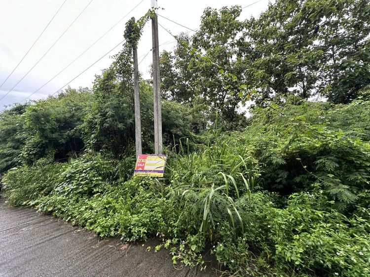 ใช่ 💖 ที่ดิน สันป่าตอง ราคาพิเศษ! 💖 รูปที่ 2