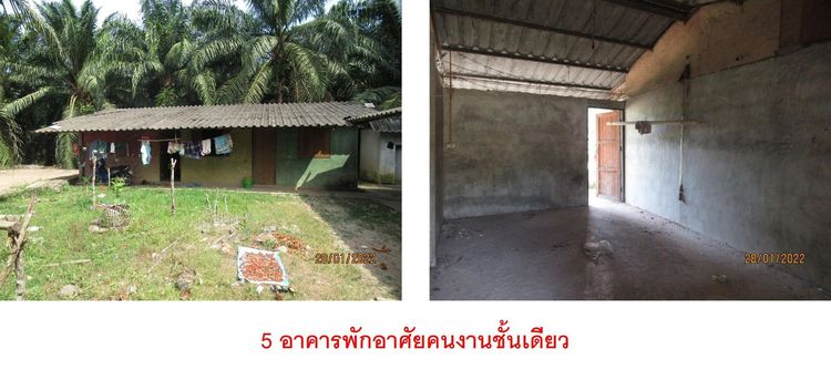 ใช่ 💖 บ้าน พุนพิน ราคาพิเศษ! 💖 รูปที่ 3