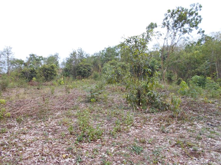 ที่ดินพร้อมบ้าน ติดลำห้วย บ้านผาแดง ต.นายม อ.เมือง จ.เพชรบูรณ์ รูปที่ 4