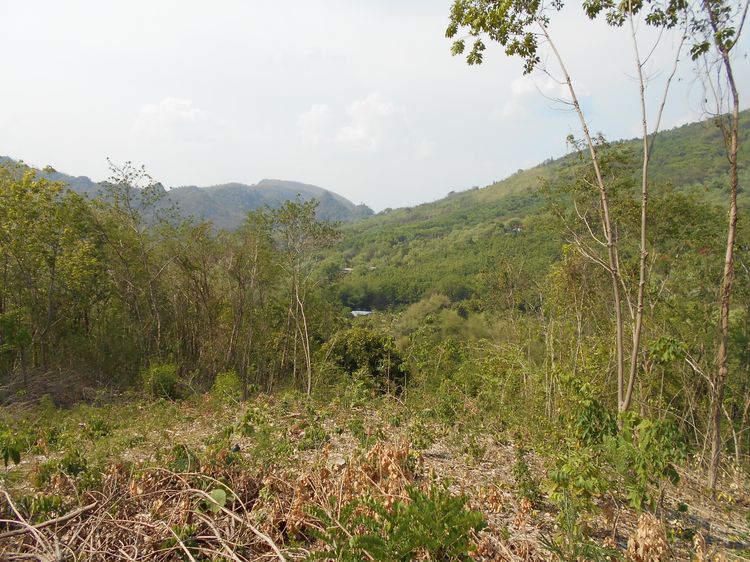 ที่ดินพร้อมบ้าน ติดลำห้วย บ้านผาแดง ต.นายม อ.เมือง จ.เพชรบูรณ์ รูปที่ 2