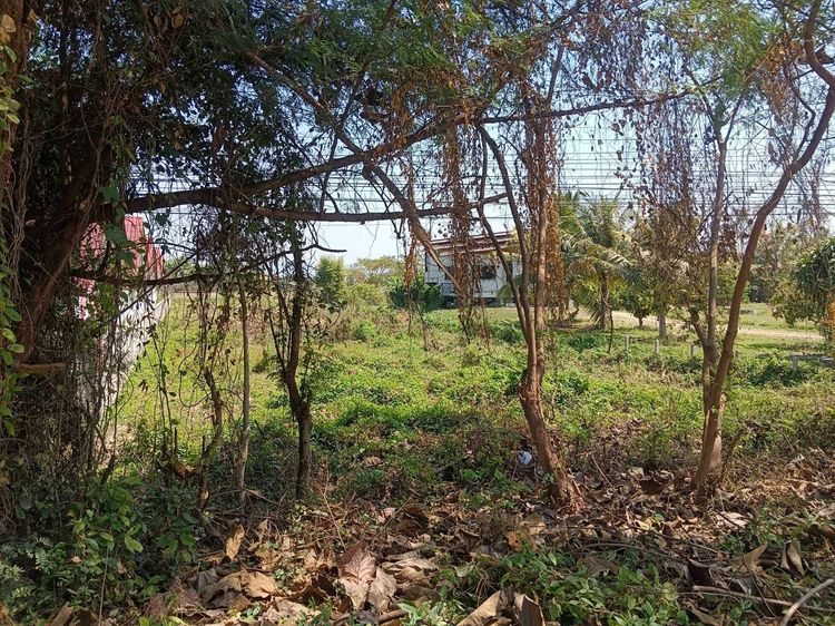 ขายที่ดินเปล่า 2 ไร่ ติดถนนพหลโยธิน ใกล้แหล่งชุมชน จ.เชียงราย รูปที่ 3