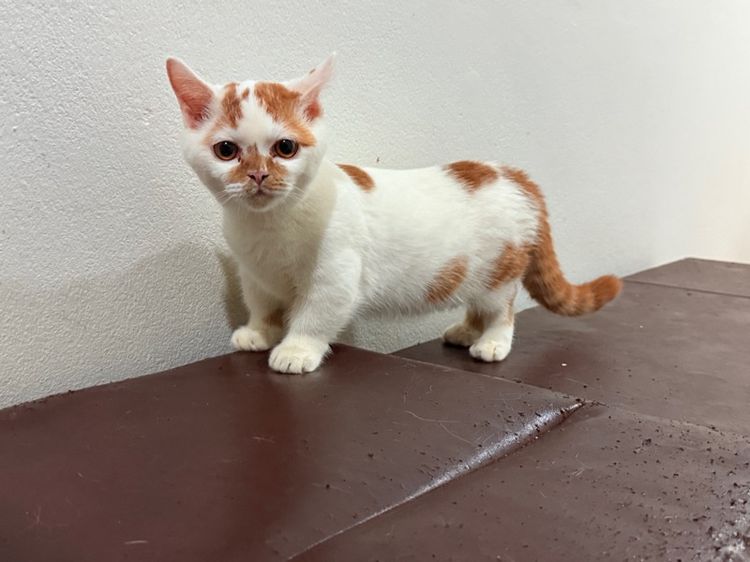 แมวขาสั้น  มันซกิ้น รูปที่ 6