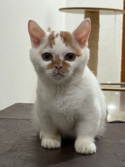 แมวขาสั้น  มันซกิ้น รูปที่ 9