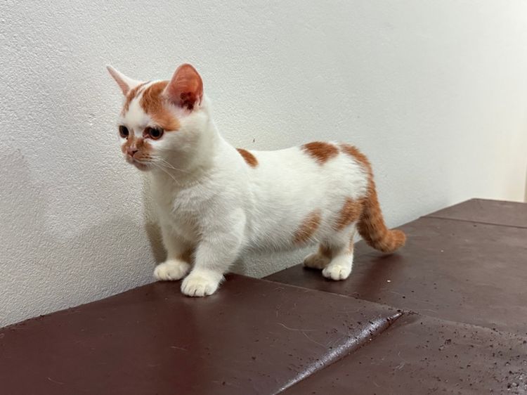 แมวขาสั้น  มันซกิ้น รูปที่ 5