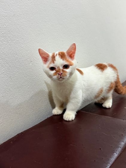 แมวขาสั้น  มันซกิ้น รูปที่ 3