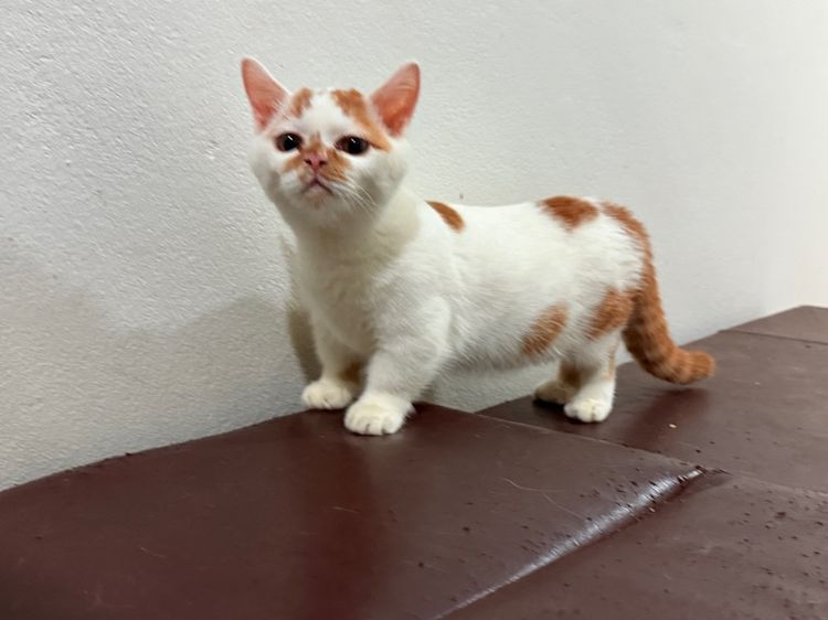 แมวขาสั้น  มันซกิ้น รูปที่ 7