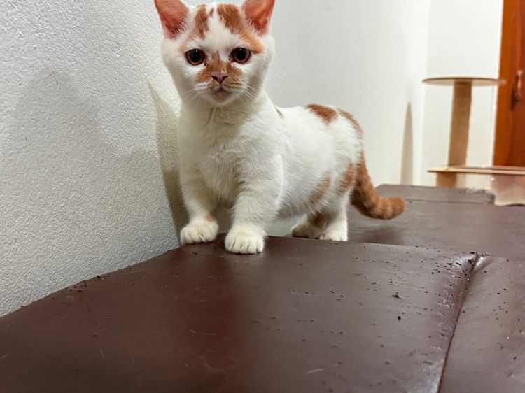 แมวขาสั้น  มันซกิ้น รูปที่ 4