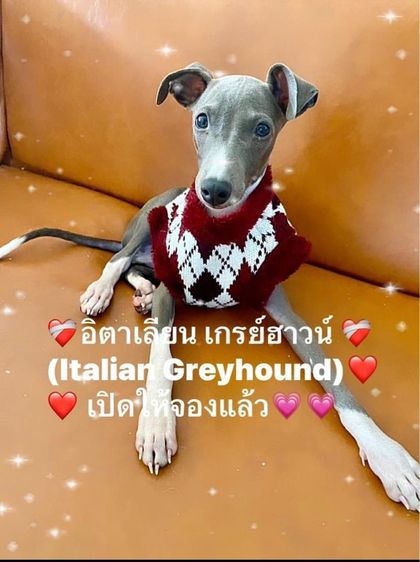 Italian greyhound อิตาเลี่ยน เกรย์ฮาวน์ ขนาดเล็กขนสั้นนิสัยดิ เป้นมิตร เปิดจองแล้ว