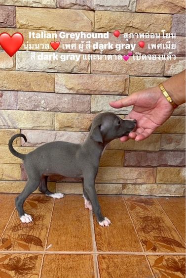 Italian greyhound อิตาเลี่ยน เกรย์ฮาวน์ ขนาดเล็กขนสั้นนิสัยดิ เป้นมิตร เปิดจองแล้ว รูปที่ 2
