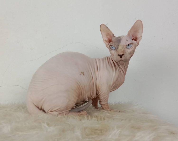 26.แมวแบมบิโน่ เพศเมีย หาบ้าน Bambino Cat Female looking for a new home รูปที่ 5
