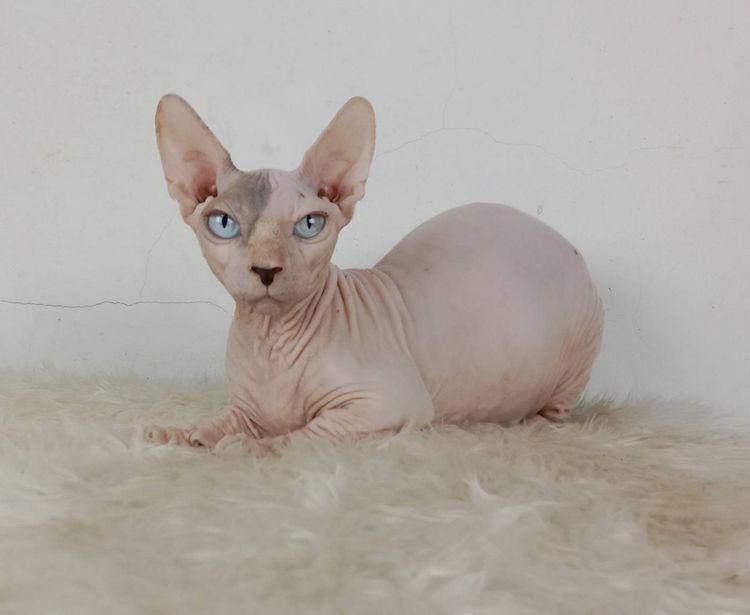 26.แมวแบมบิโน่ เพศเมีย หาบ้าน Bambino Cat Female looking for a new home รูปที่ 2