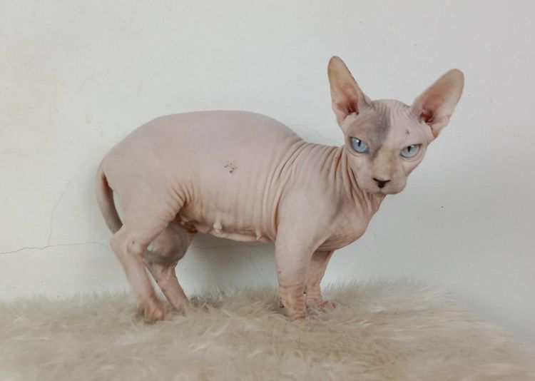 26.แมวแบมบิโน่ เพศเมีย หาบ้าน Bambino Cat Female looking for a new home รูปที่ 3