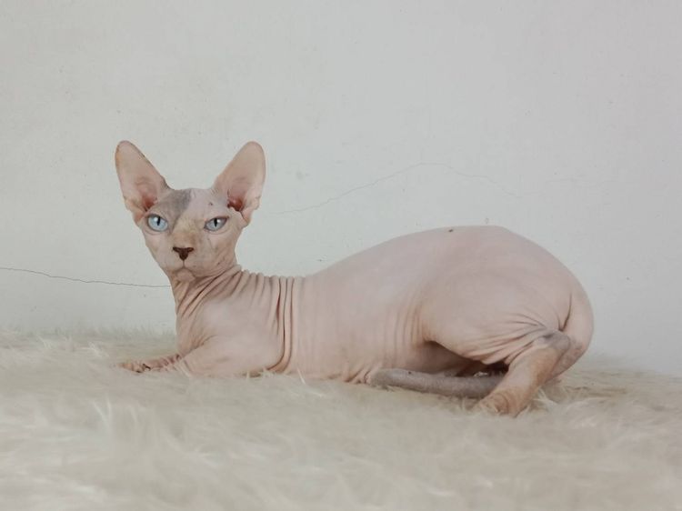 26.แมวแบมบิโน่ เพศเมีย หาบ้าน Bambino Cat Female looking for a new home รูปที่ 6