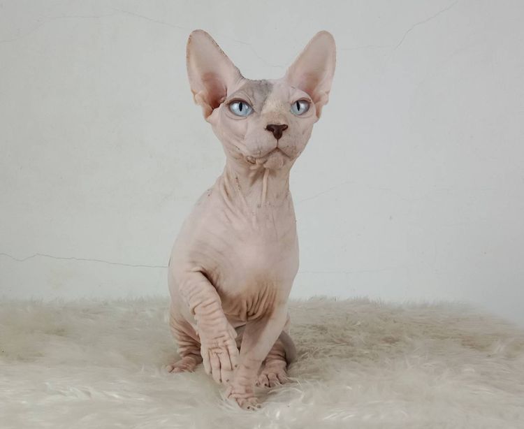 26.แมวแบมบิโน่ เพศเมีย หาบ้าน Bambino Cat Female looking for a new home รูปที่ 4