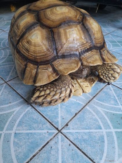 เต่าบกชูคาตัวเมีย15นิ้ว รูปที่ 10