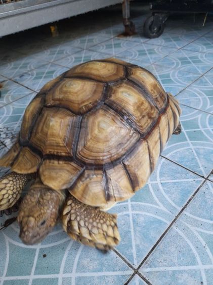 เต่าบกชูคาตัวเมีย15นิ้ว รูปที่ 14