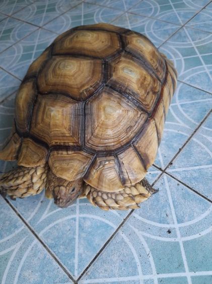 เต่าบกชูคาตัวเมีย15นิ้ว รูปที่ 18