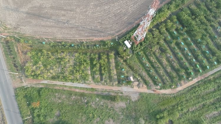 ขายที่ดิน 9 ไร่ 1 งาน 28 ตารารางวา ถนนหมายเลข 3200 สายฉะเชิงเทรา-บางน้ำเปรี้ยว พร้อมสวนทุเรียน รูปที่ 2