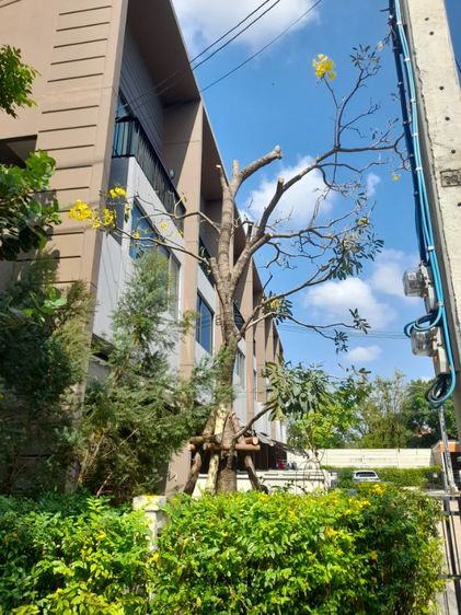 ช่างรับเปลี่ยนไม้ค้ำยันบ้านกลางเมือง รูปที่ 9