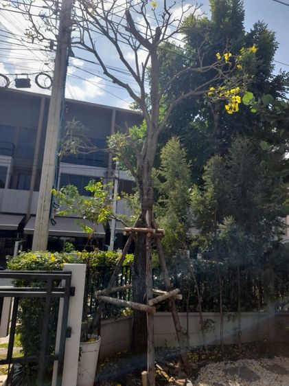 ช่างรับเปลี่ยนไม้ค้ำยันบ้านกลางเมือง รูปที่ 6