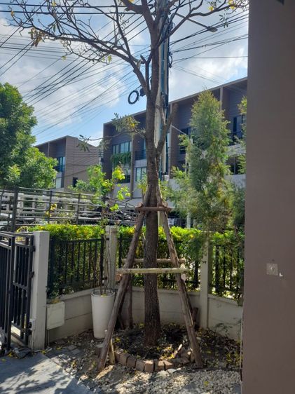 ช่างรับเปลี่ยนไม้ค้ำยันบ้านกลางเมือง รูปที่ 8