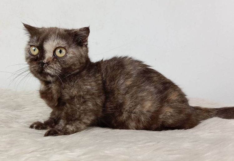 3.แมวมันช์กิ้น เพศเมีย หาบ้าน Munchkin Cat Female looking for a new home รูปที่ 2