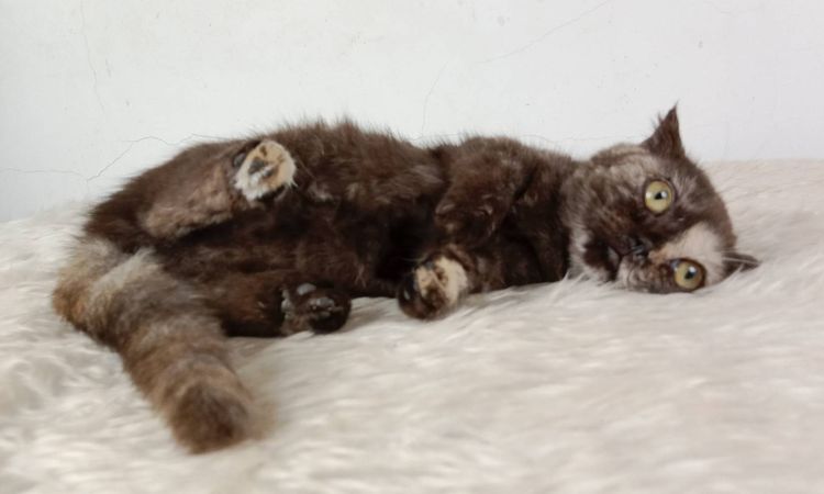 3.แมวมันช์กิ้น เพศเมีย หาบ้าน Munchkin Cat Female looking for a new home รูปที่ 5