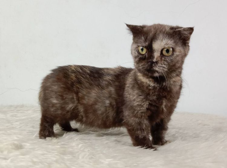 3.แมวมันช์กิ้น เพศเมีย หาบ้าน Munchkin Cat Female looking for a new home รูปที่ 4
