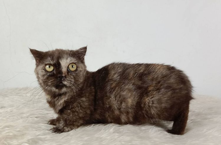 3.แมวมันช์กิ้น เพศเมีย หาบ้าน Munchkin Cat Female looking for a new home รูปที่ 7