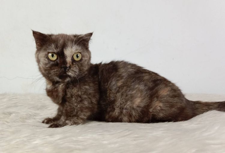 3.แมวมันช์กิ้น เพศเมีย หาบ้าน Munchkin Cat Female looking for a new home