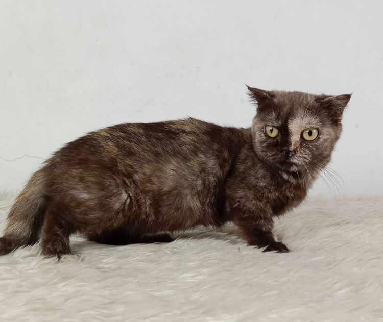3.แมวมันช์กิ้น เพศเมีย หาบ้าน Munchkin Cat Female looking for a new home รูปที่ 3