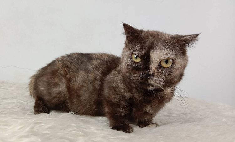 3.แมวมันช์กิ้น เพศเมีย หาบ้าน Munchkin Cat Female looking for a new home รูปที่ 6