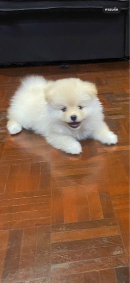 ขายลูกปอม