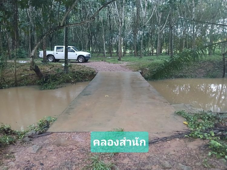 ไม่ใช่ ขายสวนปาล์มน้ำมันและยางพาราโฉนด 25 ไร่ ใกล้หาดทุ่งวัวแล่นเพียง 5 นาที ต.สะพลี ปะทิว ชุมพร รูปที่ 2