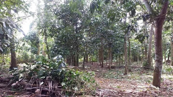 ขาย ให้เช่า หรือแลกเปลี่ยน ที่ดินสวนผลไม้ 1 ไร่ 2 งาน ติดคลองนุ้ย ต.ตำนาน อ.เมืองพัทลุง รูปที่ 2