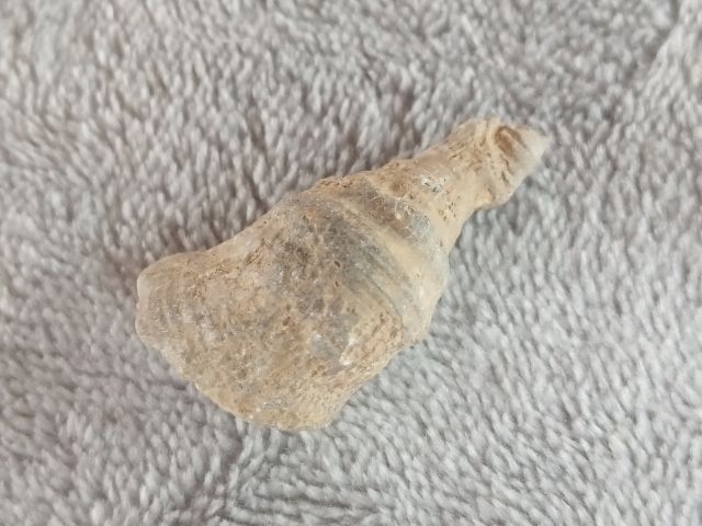 คตหอย (หอยกลายเป็นหิน) รูปที่ 6