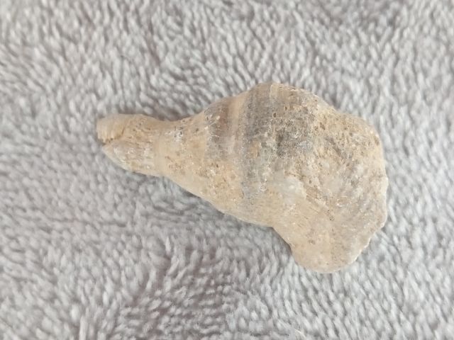 คตหอย (หอยกลายเป็นหิน) รูปที่ 7