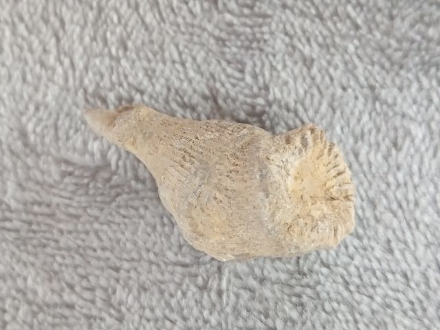 คตหอย (หอยกลายเป็นหิน) รูปที่ 3