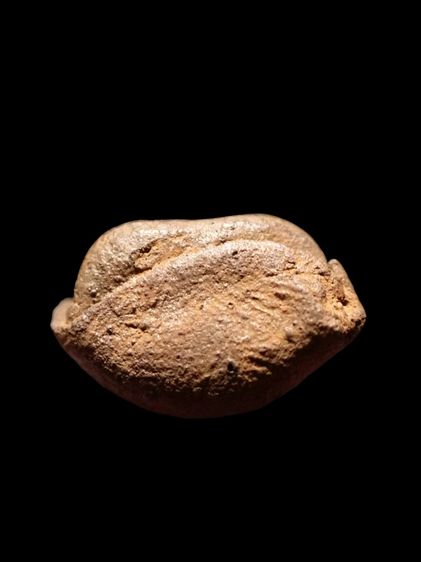 พระคง ลำพูน วัดพระคงฤาษี จังหวัดลำพูน รูปที่ 5