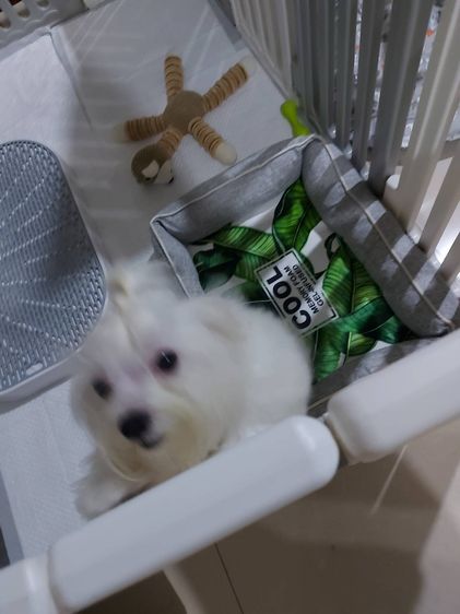 บ้านหมา Pet Mall Size M  พร้อมอุปกรณ์ ครบชุด รูปที่ 3