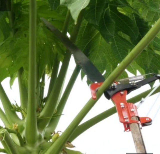 เลื่อยตัดกิ่งไม้สูง รูปที่ 4