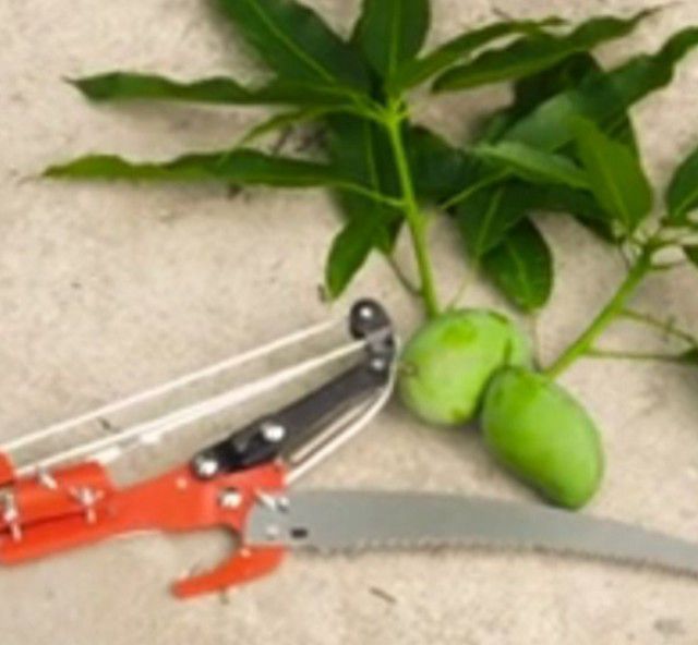 เลื่อยตัดกิ่งไม้สูง รูปที่ 5