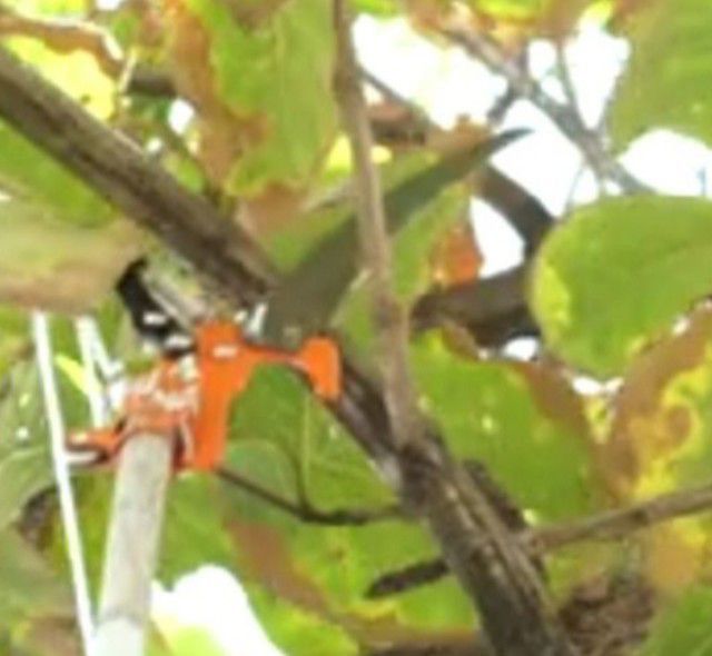 เลื่อยตัดกิ่งไม้สูง รูปที่ 3