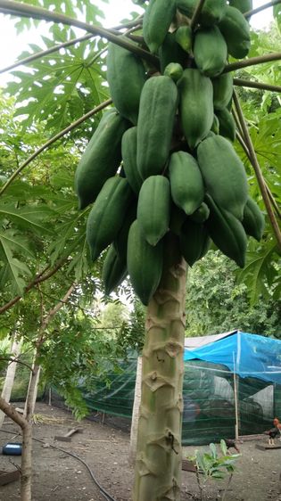 สวนไผ่ราคาถูก รูปที่ 4