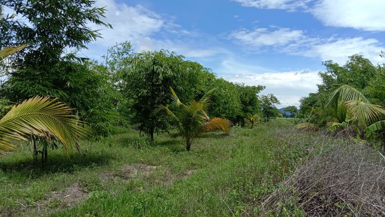 สวนไผ่ราคาถูก รูปที่ 2