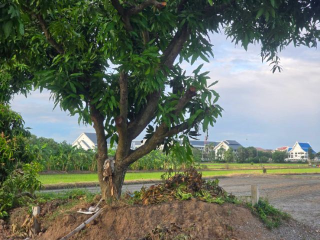 ขายที่ดินบรรยากาศดีในตัวเมืองสุพรรณบุรี ผ่อนกับเจ้าของได้ รูปที่ 4