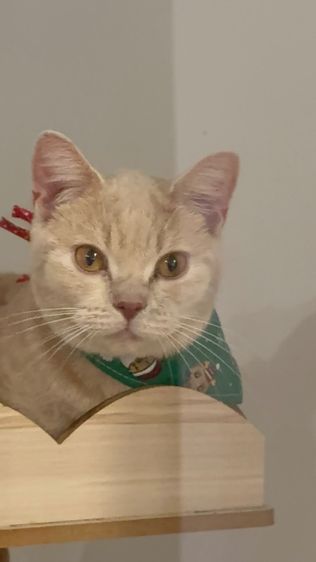 ดช.บริติช2ขวบ ทำหมันแล้ว