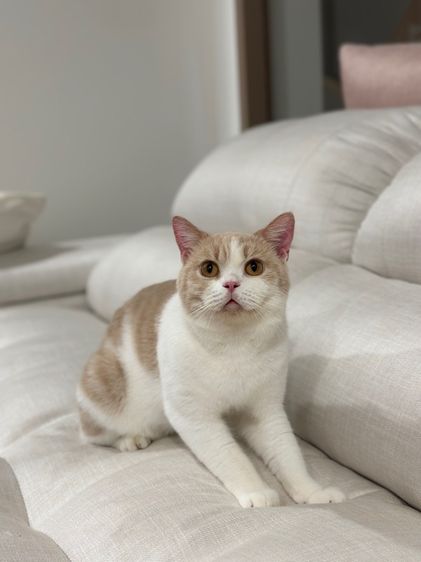 หนุ่มบริติช3ขวบ มีใบเพ๊ด ทำหมันแล้ว รูปที่ 5