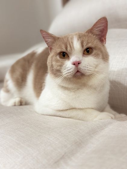 หนุ่มบริติช3ขวบ มีใบเพ๊ด ทำหมันแล้ว รูปที่ 13